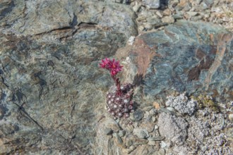 A striking pink flower Sempervivum arachnoideum (cobweb houseleek) grows out of a rocky surface and