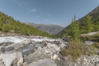 A calm river cascades over smooth stones, surrounded by a lively forest and majestic mountains in