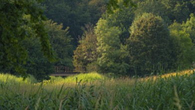 View across a meadow in the evening light to an old bridge in front of a forest, Ahlden, district