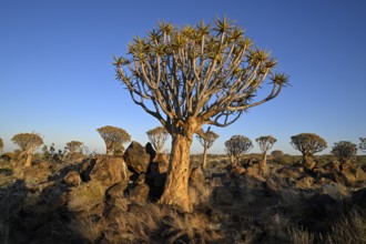Quiver tree (Aloe dichotoma) in the morning light, quiver tree forest near Keetmanshoop, Karas
