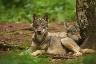 Two wolves resting next to each other on a tree in the forest, Wolf (Canis Lupos), Germany