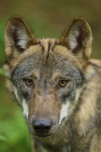 Close-up of a wolf face with intense gaze in the greenery, Wolf (Canis Lupos), Germany