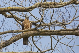 Black Kite or Black Kite (Milvus migrans) in Cubbon Park, Begaluru or Bangalore, Karnataka, India