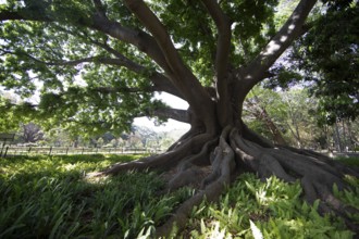 Old kapok tree (Ceiba pentandra) in the Lalbagh Botanical Garden, Begaluru or Bangalore, Karnataka,