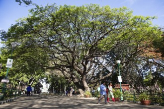 Old rain tree in the Lalbagh Botanical Garden, Begaluru or Bangalore, Karnataka, India