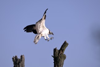 Osprey (Pandion haliaetus), flying on a dead tree, Lower Rhine, North Rhine-Westphalia, Germany