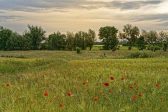 Cereal field with poppies, Lower Rhine, North Rhine-Westphalia, Germany