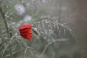 Corn poppy (Papaver rhoeas) in dew-covered grass, Lower Rhine, North Rhine-Westphalia, Germany