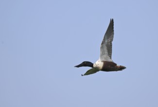 Flying drake of the shoveler (Anas clypeata) in front of a blue sky, Lower Rhine, North