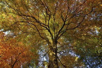 Autumnal colourful crown of the copper beech (Fagus sylvatica), Lower Rhine, North
