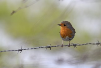 European robin (Erithacus rubecula), Lower Rhine, North Rhine-Westphalia, Germany