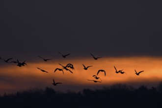 Flying grey geese (Anser anser) at dawn, Lower Rhine, North Rhine-Westphalia, Germany
