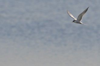 Common Tern (Sterna hirundo) in flight, Lower Rhine, North Rhine-Westphalia, Germany