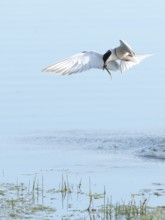 Common Tern (Sterna hirundo) in flight, Lower Rhine, North Rhine-Westphalia, Germany