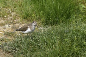 Common sandpiper (Actitis hypoleucos), Texel, North Holland, Netherlands