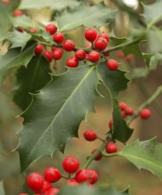 Ilex (Ilex aquifolium), leaf with red berries, Lower Rhine, North Rhine-Westphalia, Germany