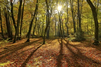 Autumnal beech forest (Fagus sylvatica) with sun, Oberhausen, Ruhr area, North Rhine-Westphalia,