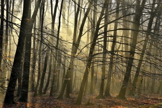 Autumnal beech forest (Fagus silvatica) with sunbeams, Lower Rhine, North Rhine-Westphalia, Germany