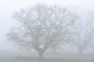 Bare whimsical oak (Quercus robur) in the fog, Lower Rhine, North Rhine-Westphalia, Germany