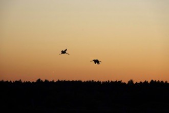 Flying cranes in front of a summer evening sky, Saxony, Germany