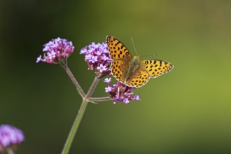 Butterfly, Small Pearl-bordered Fritillary (Issoria lathonia), Purpletop vervain (Verbena