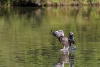 An adult greylag goose (Anser anser) lands on a lake on a sunny day. Bavaria, Germany