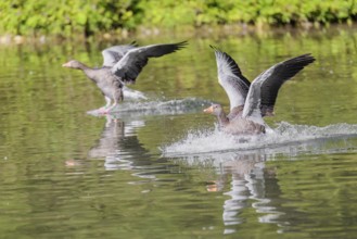 Two adult greylag geese (Anser anser) land on a lake on a sunny day. Bavaria, Germany
