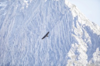 Bearded vulture (Gypaetus barbatus), Berchtesgaden, Alps, Bavaria, Germany