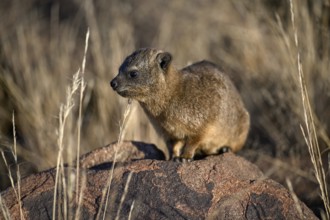 Klippschliefers (Procavia capensis), desert dormice or Klippdachs in the quiver tree forest near