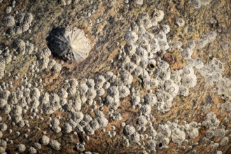 Limpet and barnacles (Patella vulgata, Semibalanus balanoides), rocks by the sea, Otroya or Otrøya