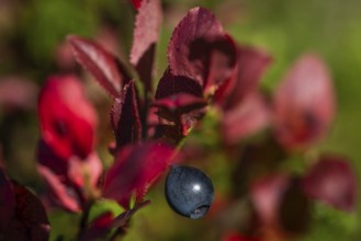 Close-up of ripe bilberry or blueberry (Vaccinium myrtillus) with autumnal red coloured leaves,
