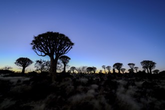 Quiver trees (Aloe dichotoma) under the starry sky, quiver tree forest near Keetmanshoop, Karas
