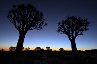Quiver trees (Aloe dichotoma), blue hour, quiver tree forest near Keetmanshoop, Karas Region,