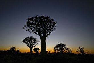 Quiver trees (Aloe dichotoma) in first daylight, quiver tree forest near Keetmanshoop, Karas