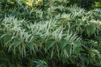 Flowering Japanese Knotweed (Fallopia Japonica), an invasive piece in a forest clearing in Ystad,