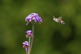 Butterfly, pigeon tail (Macroglossum stellatarum), also known as hummingbird butterfly or