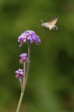 Butterfly, pigeon tail (Macroglossum stellatarum), also known as hummingbird butterfly or