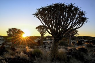 Quiver trees (Aloe dichotoma), blue hour, quiver tree forest near Keetmanshoop, Karas Region,