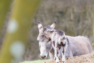 Friendship without borders. A domestic donkey (Equus asinus) and a Tauernschecke goat (Capra