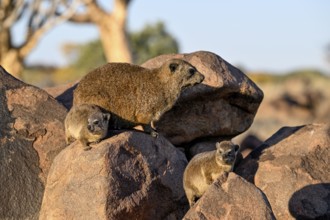 Klippschliefers (Procavia capensis), desert dormice or Klippdachs in the quiver tree forest near