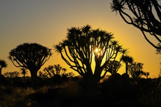 Quiver trees (Aloe dichotoma) in first daylight, quiver tree forest near Keetmanshoop, Karas