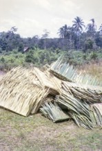 Attap leaves made up for roof and hut building, East Coast, Malaya, Malaysia, south east Asia 1964