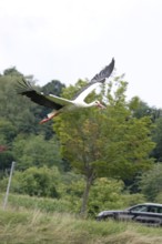 White stork, summer, Germany