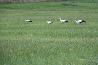 White storks, summer, Germany