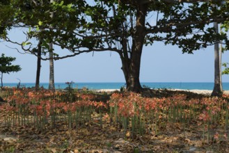Lilies and coconut palms, Secret Beach, Sala Dan, Ko Lanta, Koh Lanta, Krabi Province, Southern