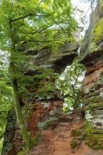 Old castle rock, sandstone rock, beech (Fagus), beech family (Fagaceae), Eppenbrunn, Pfläzerwald,