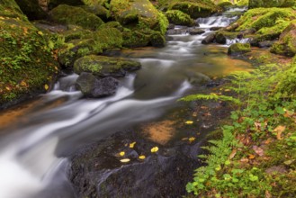 Stream through moss-covered stones, bracken fern (Pteridium aquilinum), Leptosporangiate ferns