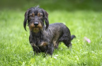 Rough-haired dachshund (Canis lupus familiaris) male, 4 years old, alert, on a meadow, Stuttgart,