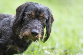 Rough-haired dachshund (Canis lupus familiaris) male, 4 years, animal portrait, attentive,