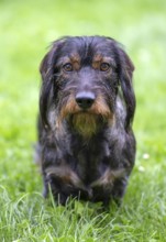 Rough-haired dachshund (Canis lupus familiaris) male, 4 years old, alert, on a meadow, Stuttgart,